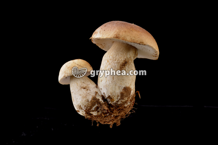 Cèpe de Bordeaux - sporophore (Boletus edulis) - gryphea.com